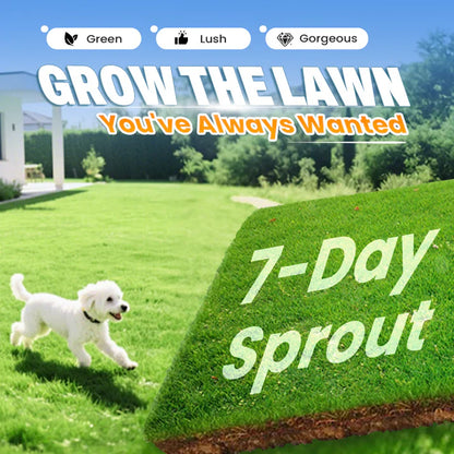 🌱  Cold-resistant, drought-resistant, pet-friendly garden grass seeds - evergreen lawn grass seeds