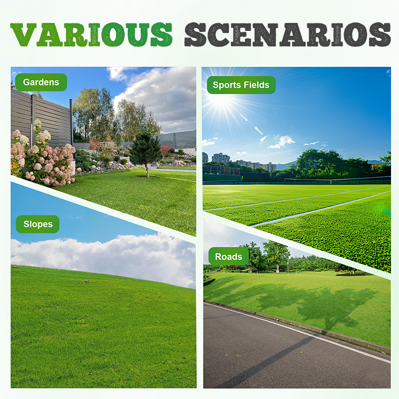 🌱  Cold-resistant, drought-resistant, pet-friendly garden grass seeds - evergreen lawn grass seeds